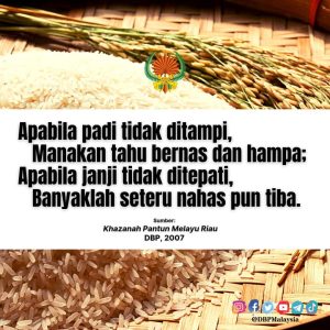 apabila padi tidak ditampi 131121 1