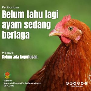 belum tahu lagi ayam sedang berlaga 070122