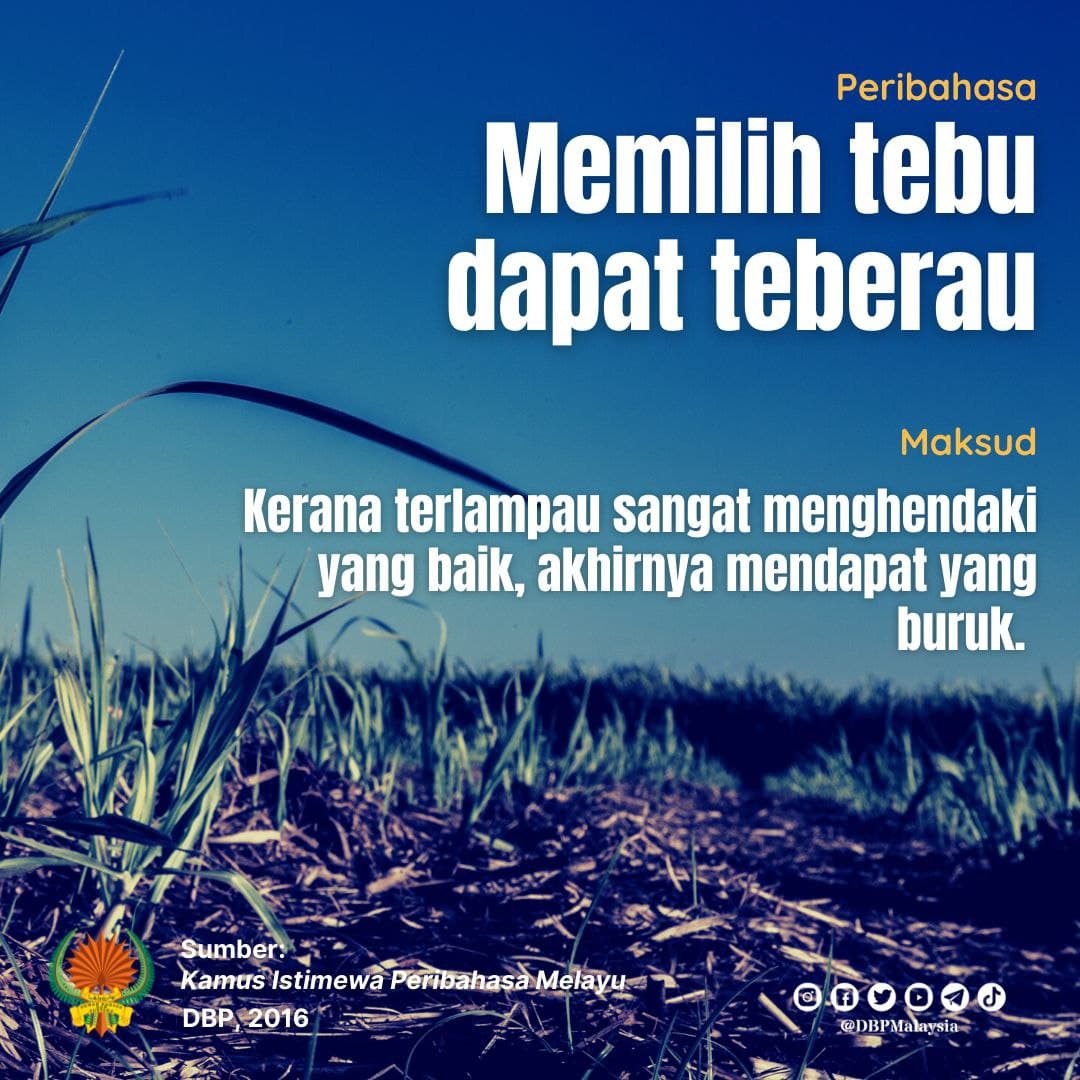 memilih tebu dapat teberau 51021