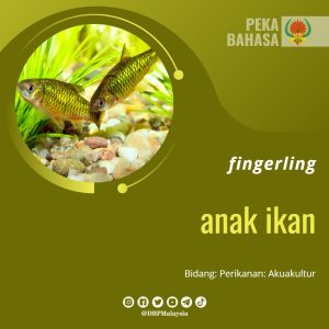 fingerling