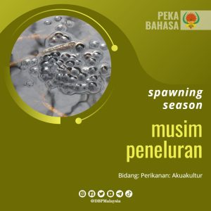 spawning season