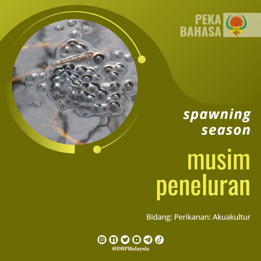 spawning season