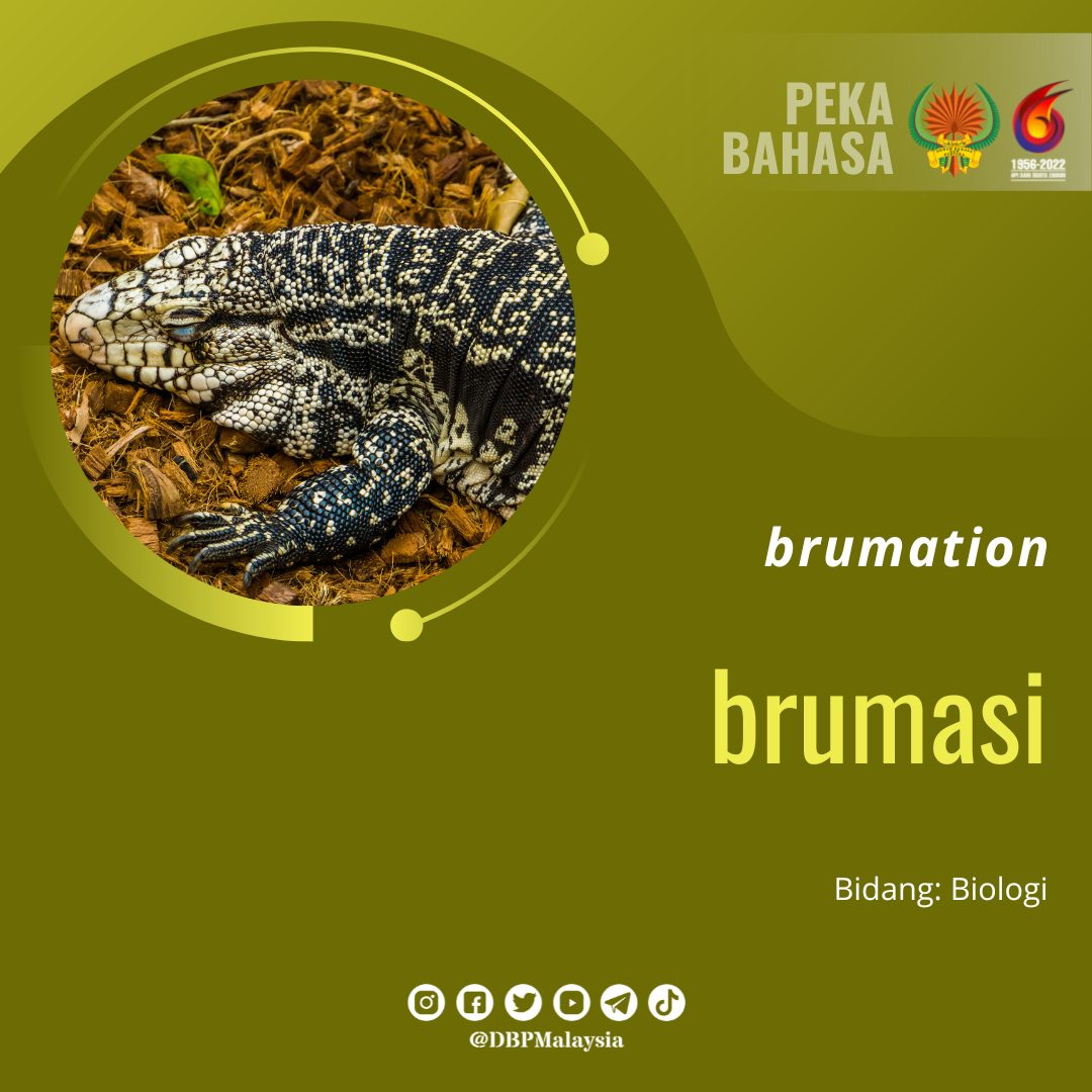 18. brumasi 1