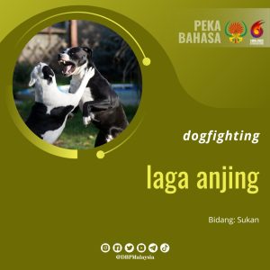 8. laga anjing 1