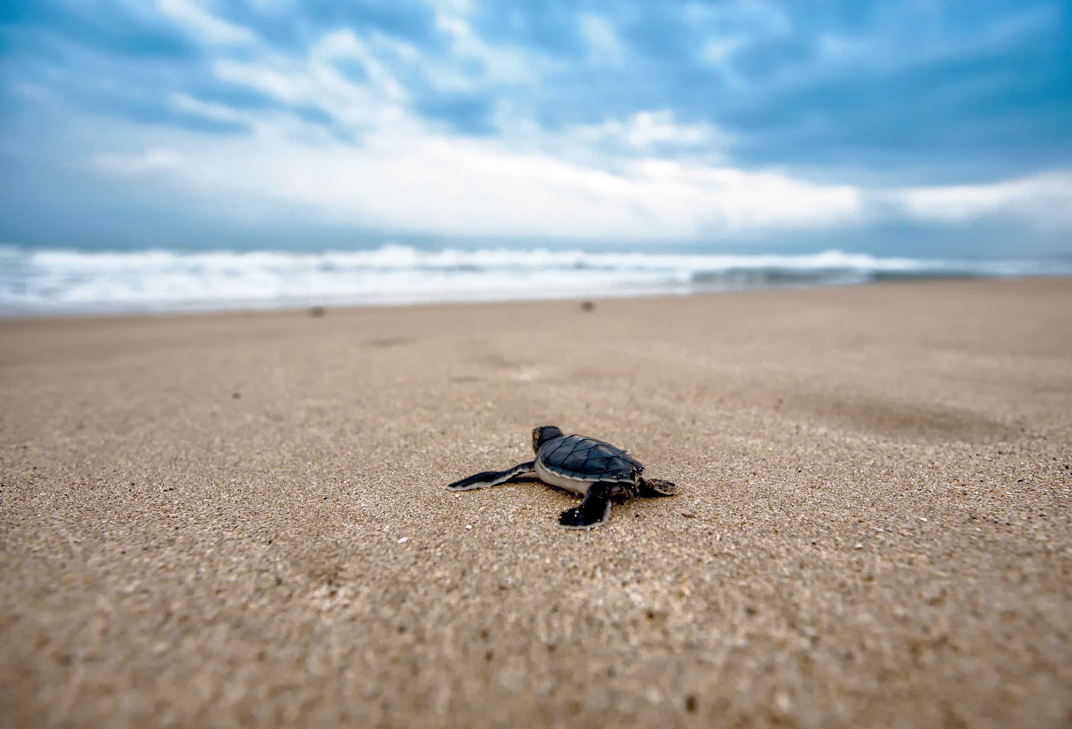 kanenori turtle 2201433