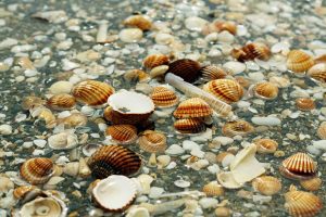 kerang